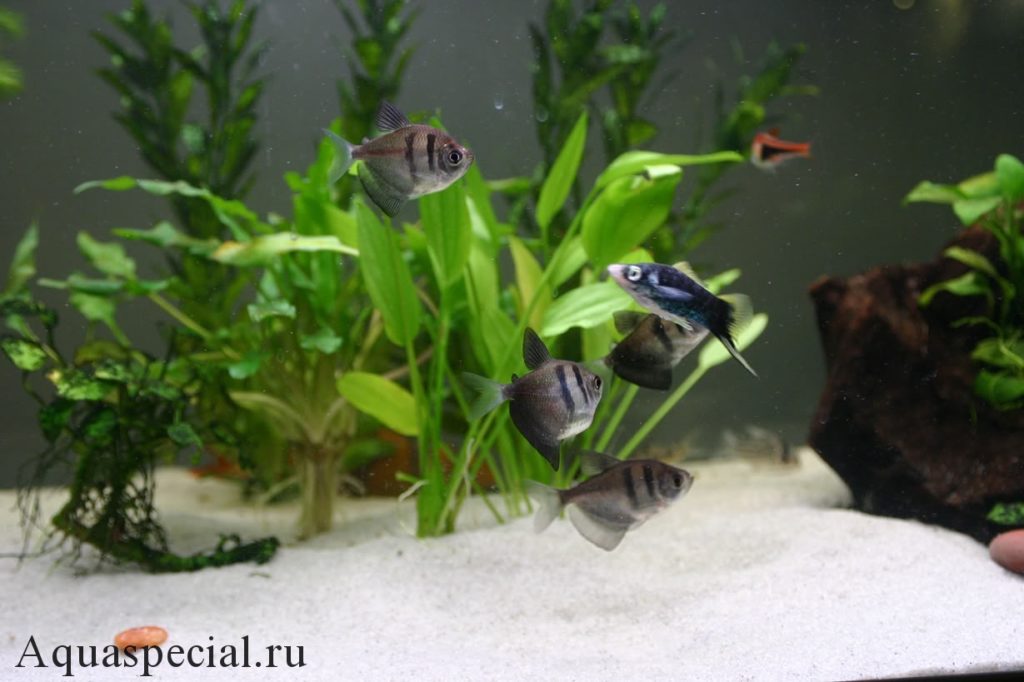 Совместимость тернеций в общем аквариуме с другими рыбками