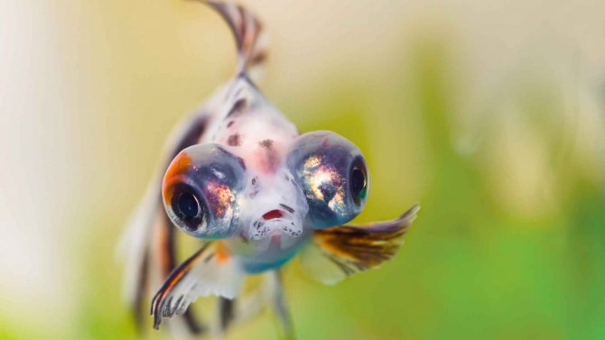 Аквариумная рыбка телескоп – пучеглазая золотая рыбка