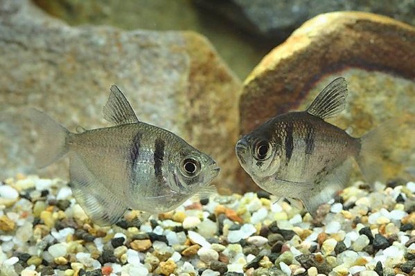 самка и самец рыбка тернеция